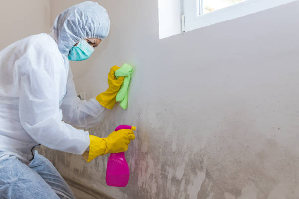 Best Real Estate Mold Inspection  in Hornsby Bend, TX